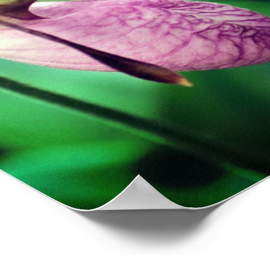 Wild Pink Lady Slipper Orchid Pair Poster (Hoek)