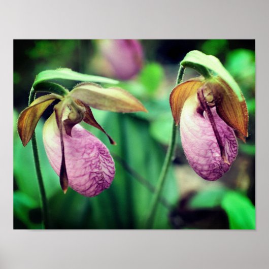 Wild Pink Lady Slipper Orchid Pair Poster (Voorkant)