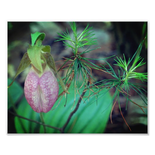 Wild Pink Lady Slipper Orchidee en Evergreens 8x10 Foto Afdruk (Voorkant)