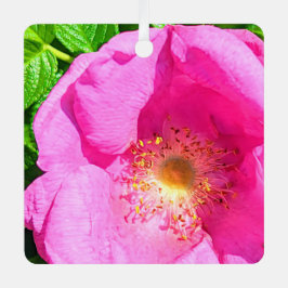 Wild Pink Rose Photo Trust in het Bijbelvers van d Metalen Ornament