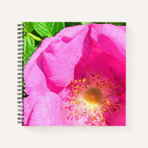 Wild Pink Rose Photo Trust in het Bijbelvers van d