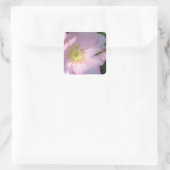 Wild Pink Rose Sticker (Tas)