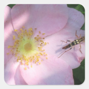 Wild Pink Rose Sticker