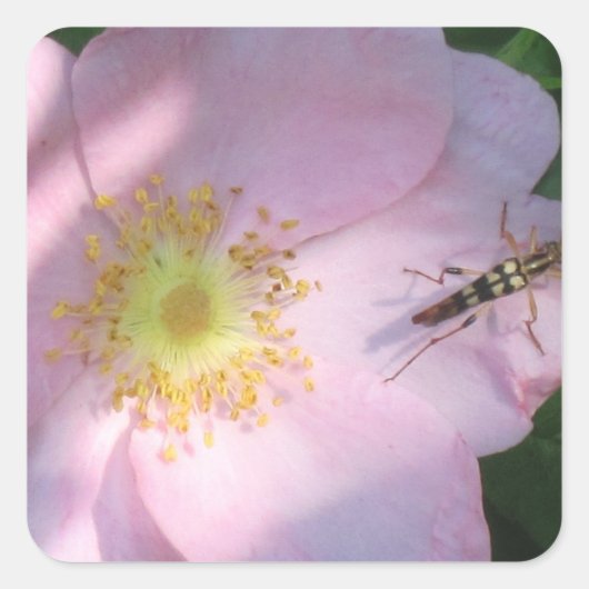 Wild Pink Rose Sticker (Voorkant)