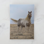 Wild Pintaloosa Stallion Greeting Card (Binnen)