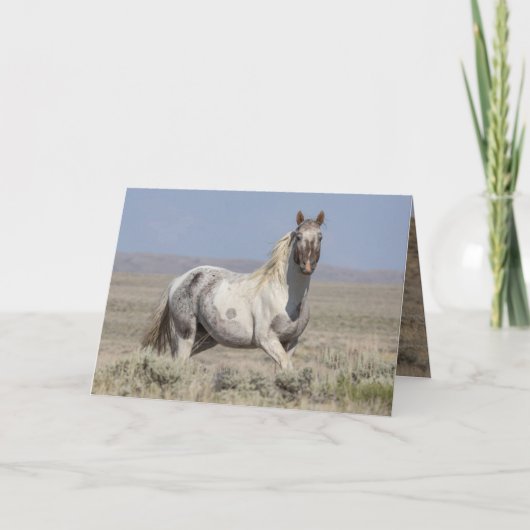 Wild Pintaloosa Stallion Greeting Card (Voorkant)