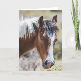 Wild Pinto Filly Kaart