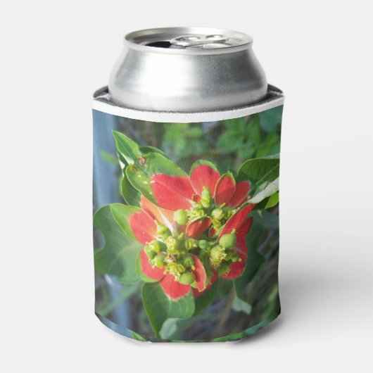 wild Poinsettia Blikjeskoeler (Blikje Voorkant)