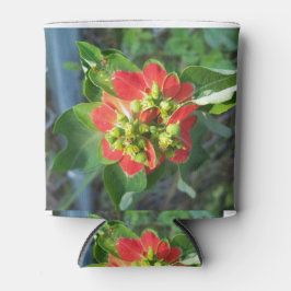 wild Poinsettia Blikjeskoeler