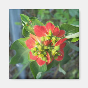 wild Poinsettia Magneet
