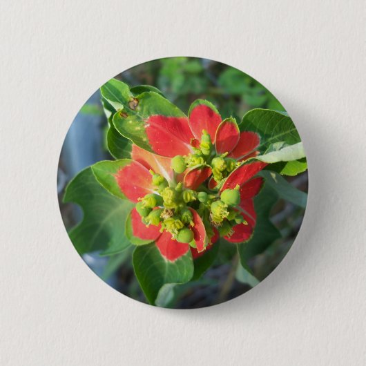 wild Poinsettia Ronde Button 5,7 Cm (Voorkant)