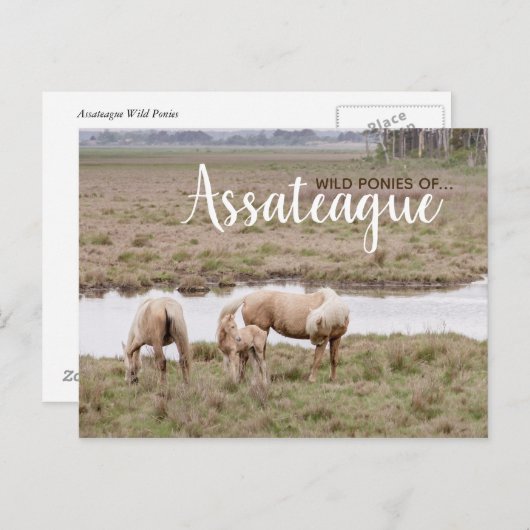 Wild Ponies Assateague - Kaarten (Voorkant / Achterkant)