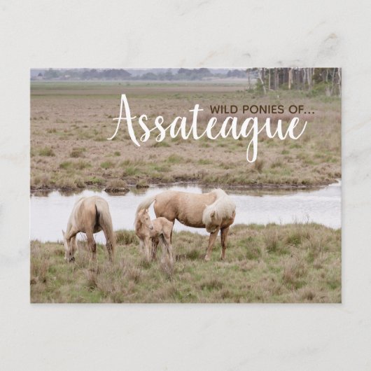 Wild Ponies Assateague - Kaarten (Voorkant)