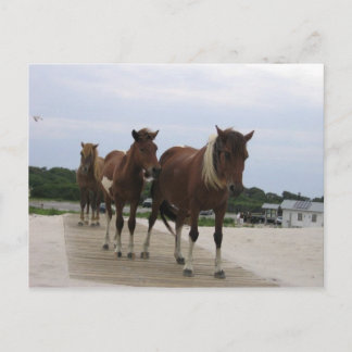 Wild Ponies Briefkaart