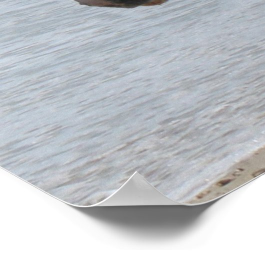 Wild Pony Poster afdrukken (Hoek)