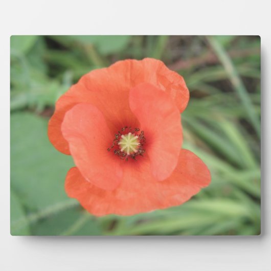 Wild Poppy Flower Plaque Fotoplaat (Voorkant)