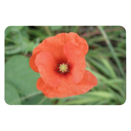 Wild Poppy Flower Premium Magnet Magneet (Horizontaal)