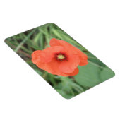 Wild Poppy Flower Premium Magnet Magneet (Rechterzijde)