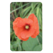 Wild Poppy Flower Premium Magnet Magneet (Verticaal)