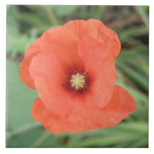 Wild Poppy Flower Tile Tegeltje