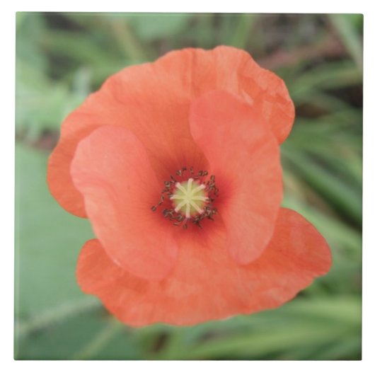 Wild Poppy Flower Tile Tegeltje (Voorkant)