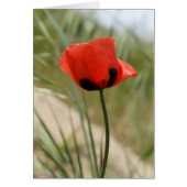 Wild Poppy Kaart (Voorkant)