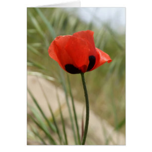 Wild Poppy Kaart