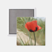 Wild Poppy Magnet (Voorkant / Achterkant)