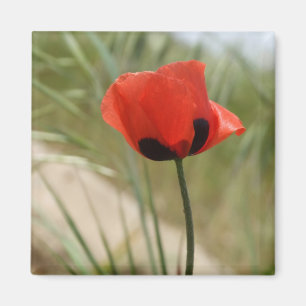 Wild Poppy Magnet