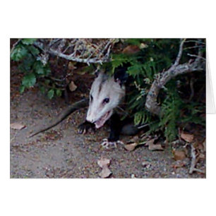 Wild Possum