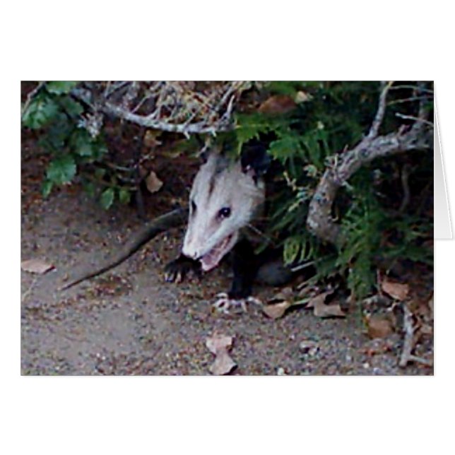 Wild Possum (Voorkant Horizontaal)