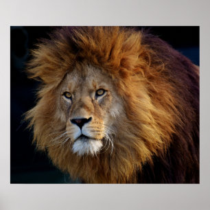 Wild Predator Lion met Mane Poster