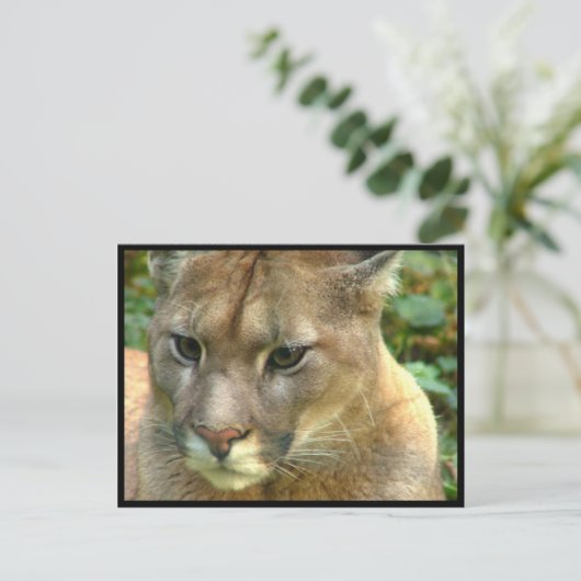 Wild Puma Briefkaart (Staand voorkant)