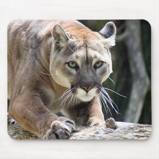 Wild Puma Muismat (Voorkant)