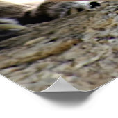 Wild Puma Poster (Hoek)