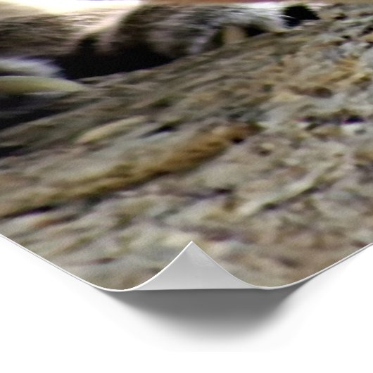 Wild Puma Poster (Hoek)