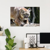 Wild Puma Poster (Thuiskantoor)