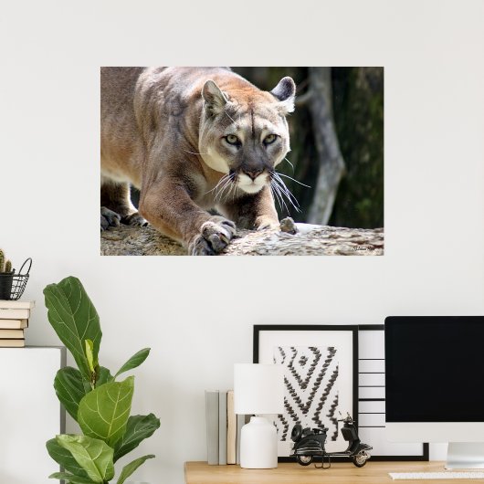 Wild Puma Poster (Thuiskantoor)