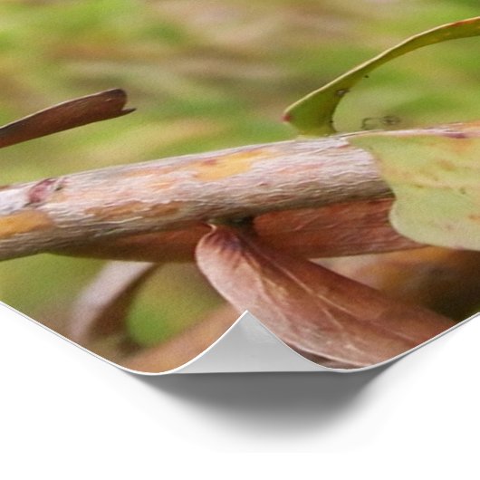 Wild Quail Poster (Hoek)