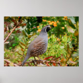 Wild Quail Poster (Voorkant)