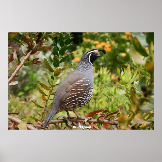 Wild Quail Poster (Voorkant)