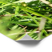 Wild Quail Poster (Hoek)