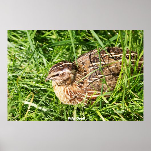 Wild Quail Poster (Voorkant)