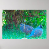 Wild Quail Poster (Voorkant)