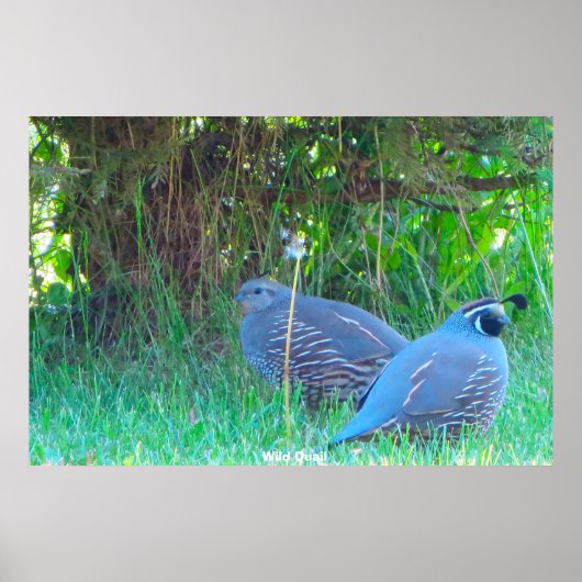 Wild Quail Poster (Voorkant)