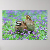 Wild Quail Poster (Voorkant)