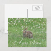 Wild Rabbit Ames, Iowa Briefkaart (Voorkant / Achterkant)