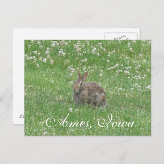 Wild Rabbit Ames, Iowa Briefkaart (Voorkant / Achterkant)