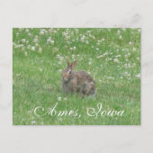 Wild Rabbit Ames, Iowa Briefkaart (Voorkant)