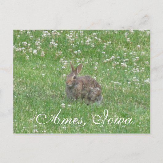 Wild Rabbit Ames, Iowa Briefkaart (Voorkant)